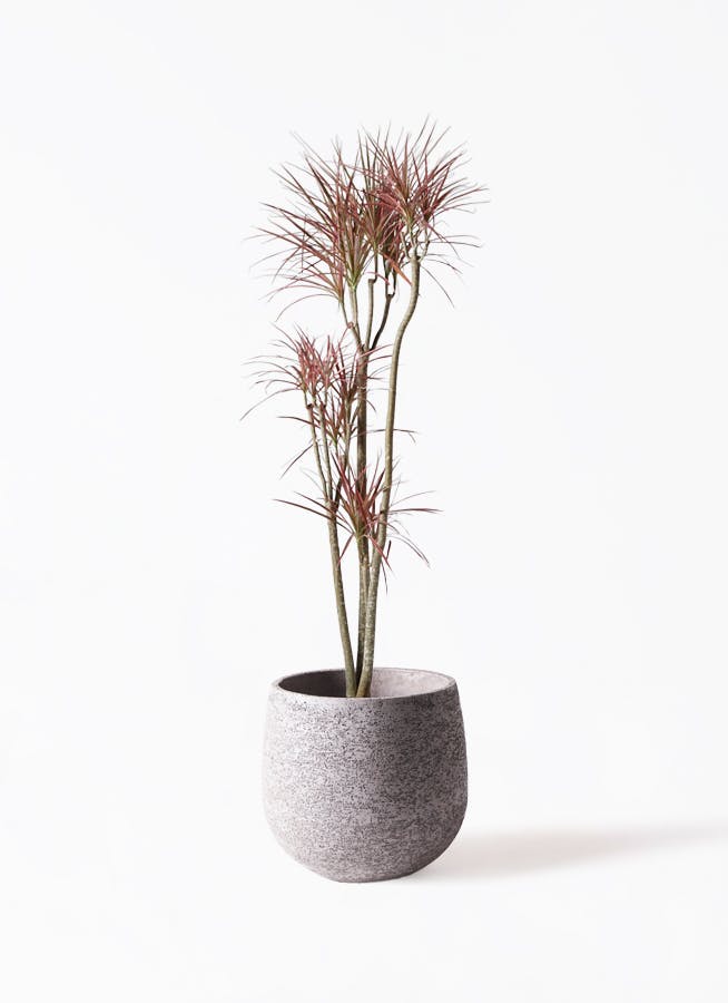 観葉植物 ドラセナ コンシンネ レインボー 8号 ストレート エコ