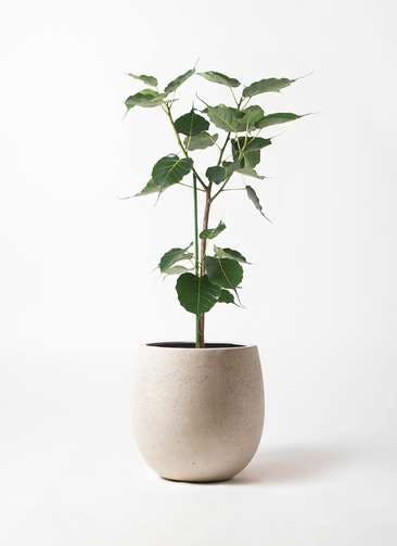 観葉植物 インドボダイジュ 8号 テラニアス バルーン アンティークホワイト 付き