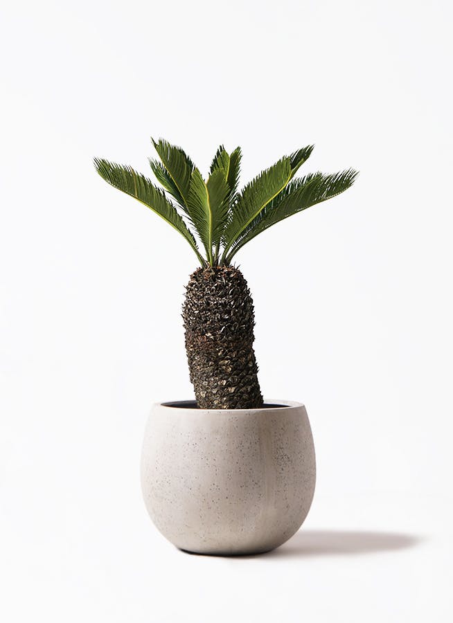 ソテツ 8号 | 観葉植物 | インテリアやギフトに - Hitohana（ひとはな）