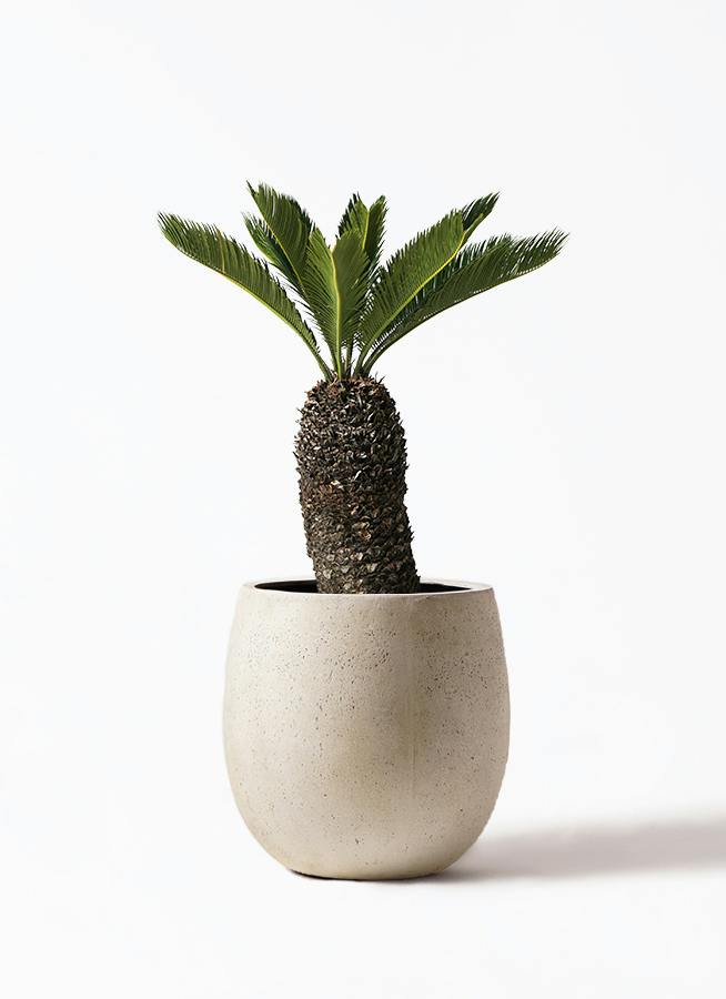 ソテツ 8号 | 観葉植物 | インテリアやギフトに - Hitohana（ひとはな）