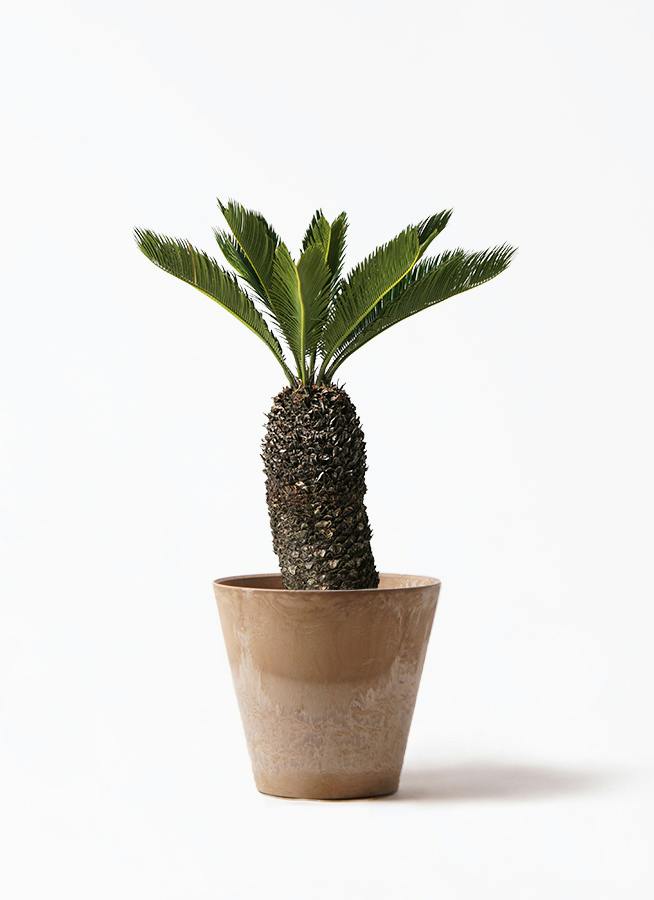 ソテツ　9号鉢つき　幹太❗　⑥ ソテツ | 観葉植物の通販ならHitoHana（ひとはな）