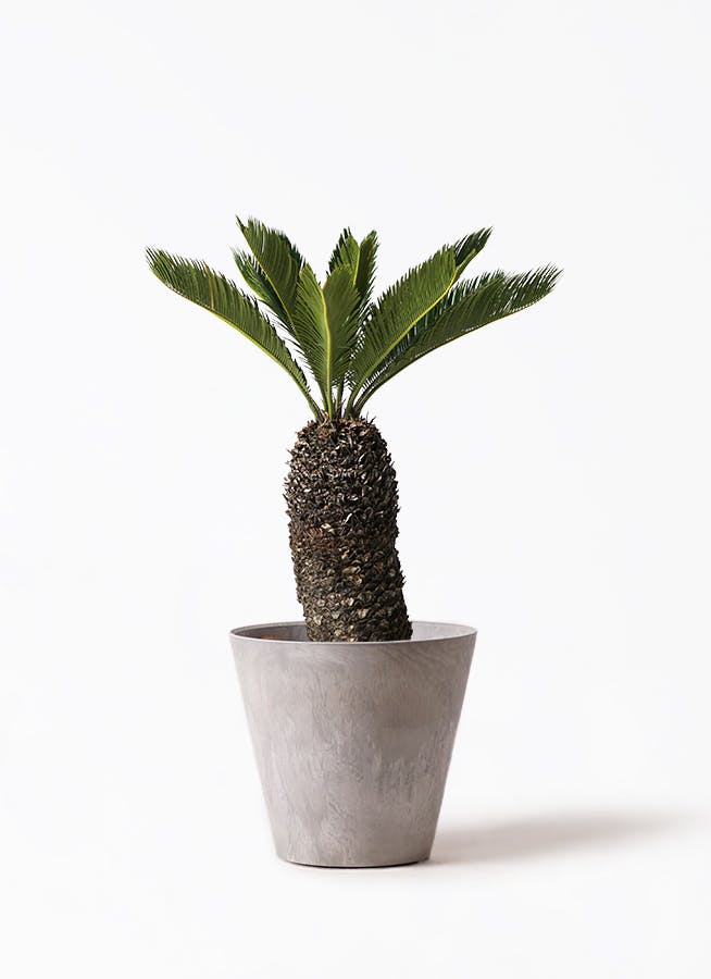 ソテツ　8号プラ鉢　高さ(鉢底から)65cm　新葉2枚 ソテツ 8号 | 観葉植物 | インテリアやギフトに - Hitohana（ひとはな）