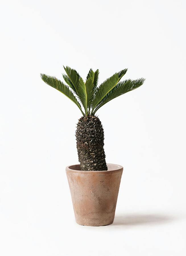 ソテツ | 観葉植物の通販ならHitoHana（ひとはな）