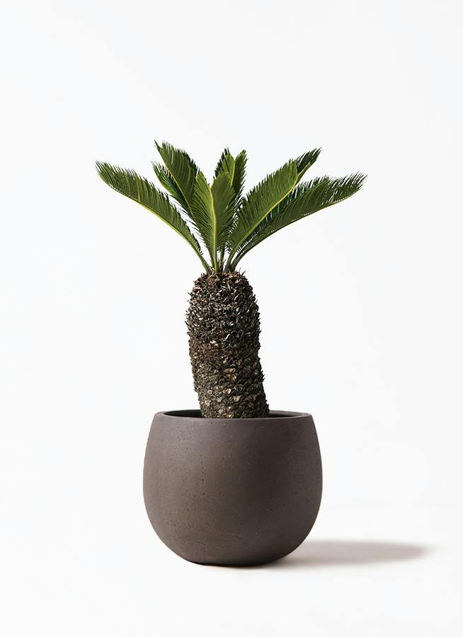 ソテツ 8号 | 観葉植物 | インテリアやギフトに - Hitohana（ひとはな）