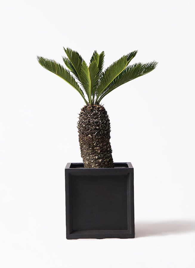 ソテツ 8号 | 観葉植物 | インテリアやギフトに - Hitohana（ひとはな）