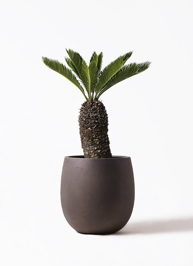 ソテツ 8号 | 観葉植物 | インテリアやギフトに - Hitohana（ひとはな）