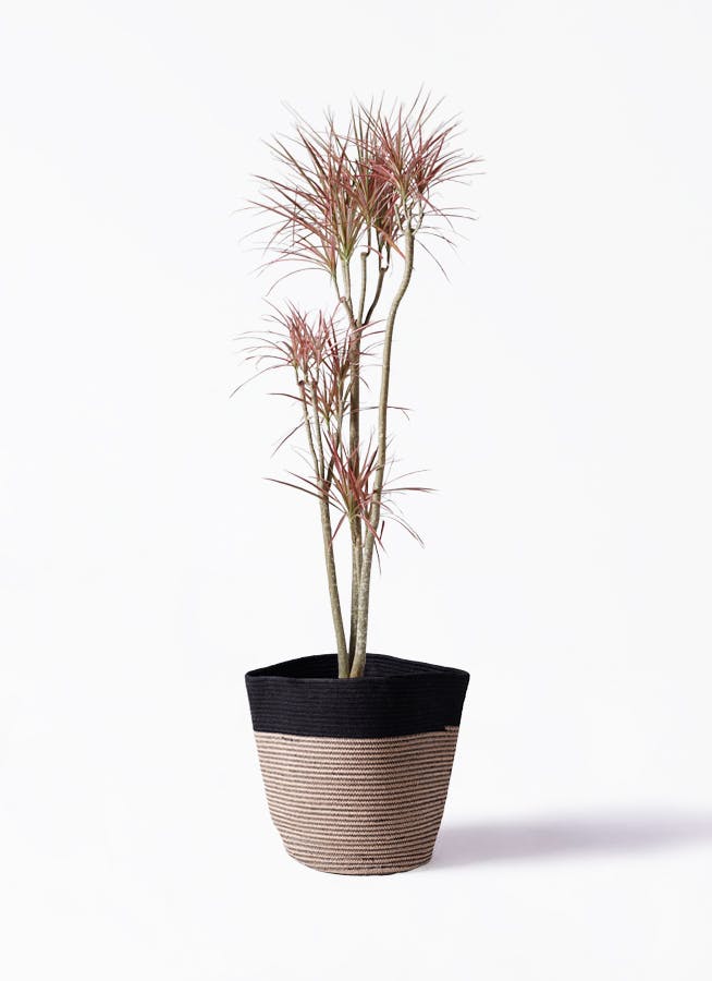 ドラセナ コンシンネ レインボー | 観葉植物通販HitoHana(ひとはな)