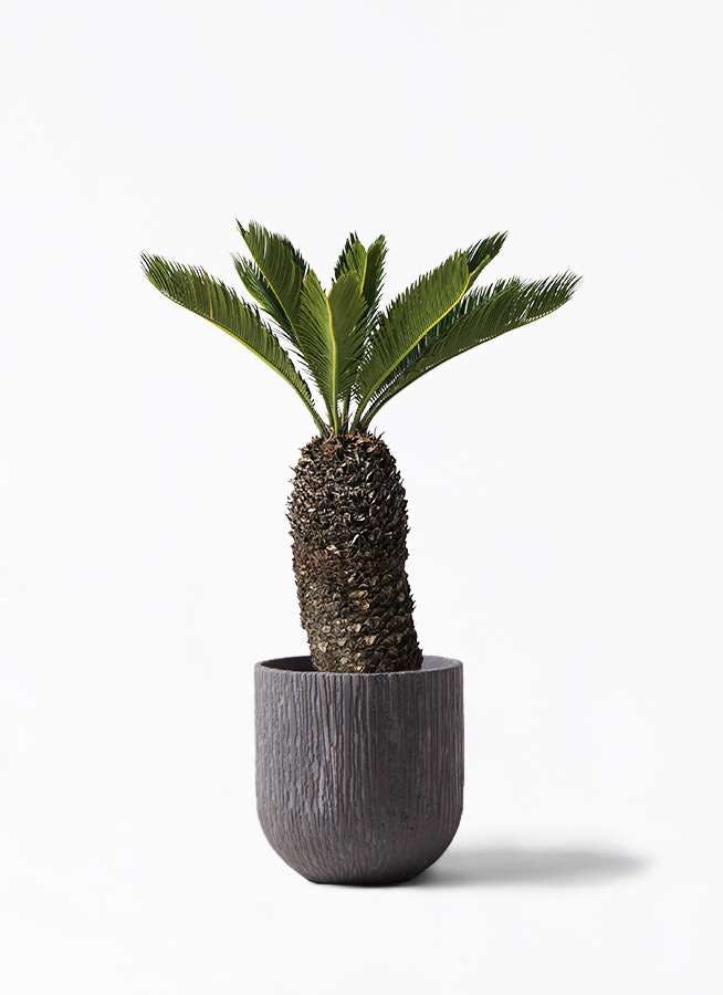観葉植物 ソテツ 8号 カルディナダークグレイ 付き 観葉植物ならhitohana ひとはな 観葉植物 ソテツ 8号 カルディナダークグレイ 付き 観葉植物ならhitohana ひとはな