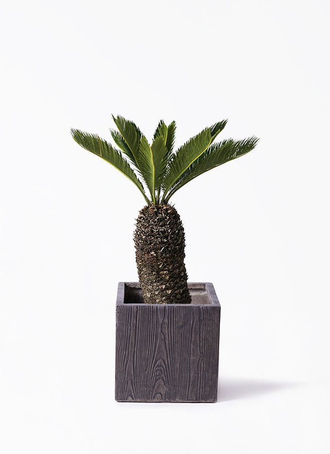 観葉植物 ソテツ 8号 ベータ キューブプランター ウッド 茶 付き