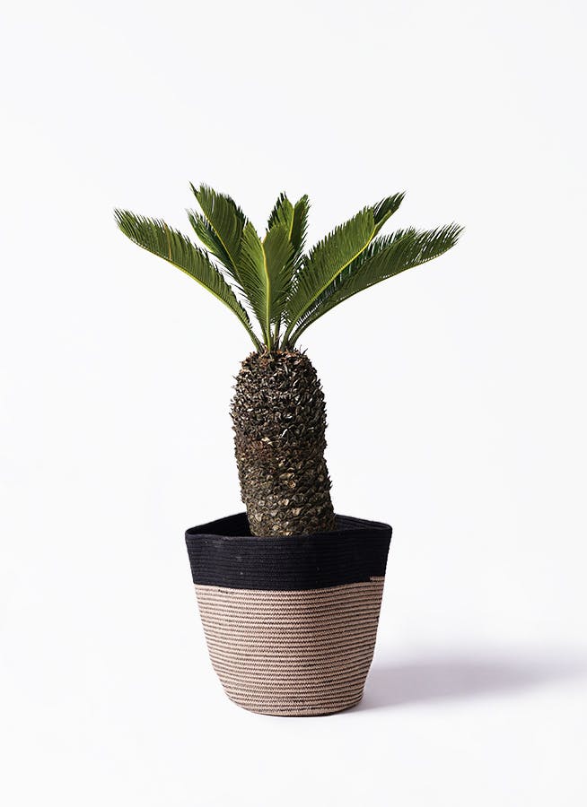 ⑧　ソテツ　８号　美形　最高等級 ソテツ 8号 | 観葉植物 | インテリアやギフトに - Hitohana（ひとはな）