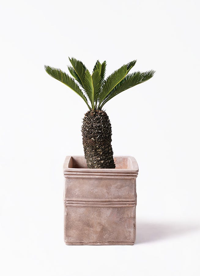 ⑧　ソテツ　８号　美形　最高等級 ⑧ ソテツ 8号 美形 最高等級