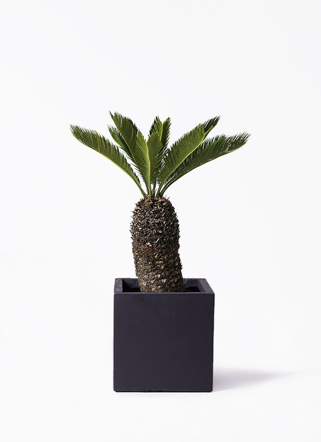 ソテツ 8号 | 観葉植物 | インテリアやギフトに - Hitohana