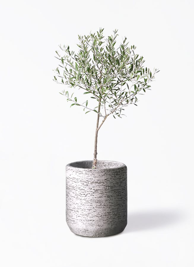 オリーブの木 6号 | 観葉植物 | 送料無料でお届け - Hitohana（ひとはな）