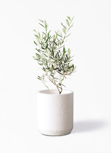 観葉植物 オリーブの木 6号 チプレッシーノ Eco Stone（エコストーン） シリンダータイプ  White 付き