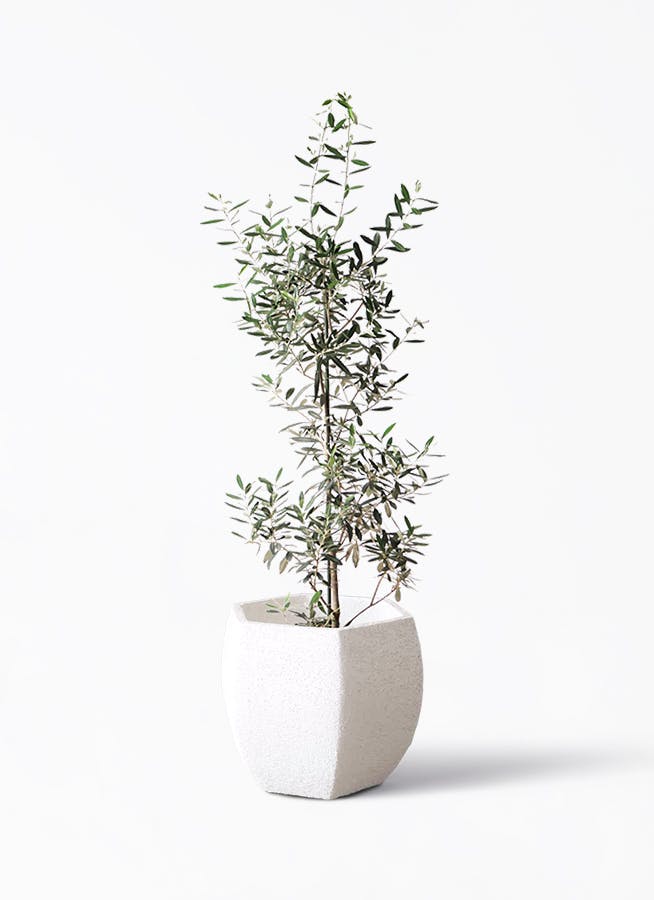 オリーブの木 8号 | 観葉植物 | 送料無料でお届け - Hitohana（ひとはな）