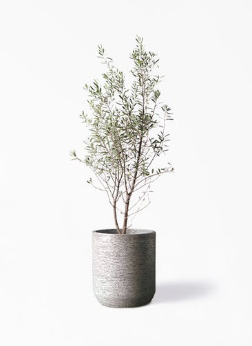 観葉植物 オリーブの木 10号 チプレッシーノ Eco Stone（エコストーン） シリンダータイプ  Gray 付き