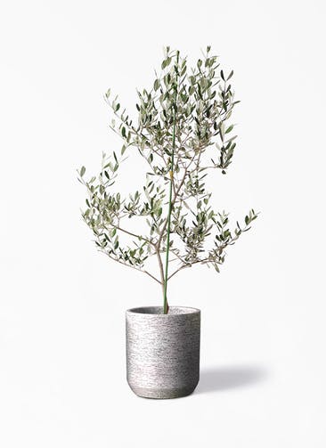観葉植物 オリーブの木 8号 ルッカ Eco Stone（エコストーン） シリンダータイプ  Gray 付き