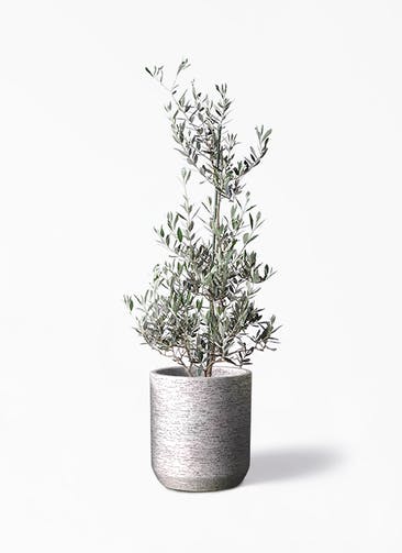 観葉植物 オリーブの木 8号 ピクアル Eco Stone（エコストーン） シリンダータイプ  Gray 付き
