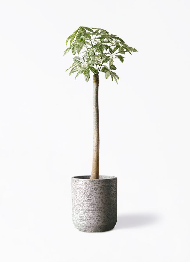 特大　フェニックス　ロベレニー　10号　サンセットゴールド　陶器鉢　植え込み発送 特大 フェニックス ロベレニー 10号 サンセットゴールド 陶器鉢