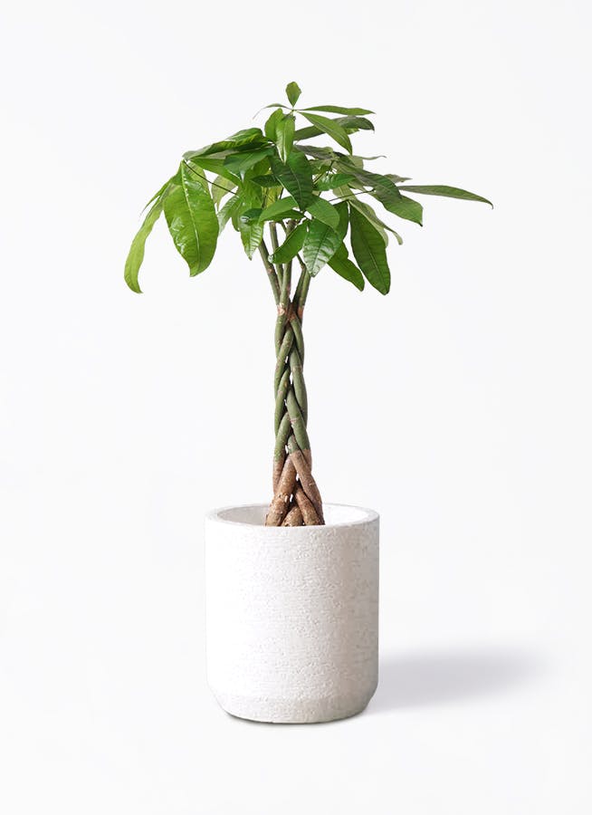 観葉植物 パキラ 6号 ねじり Eco Stone（エコストーン） シリンダータイプ White 付き | 観葉植物ならHitoHana(ひとはな)