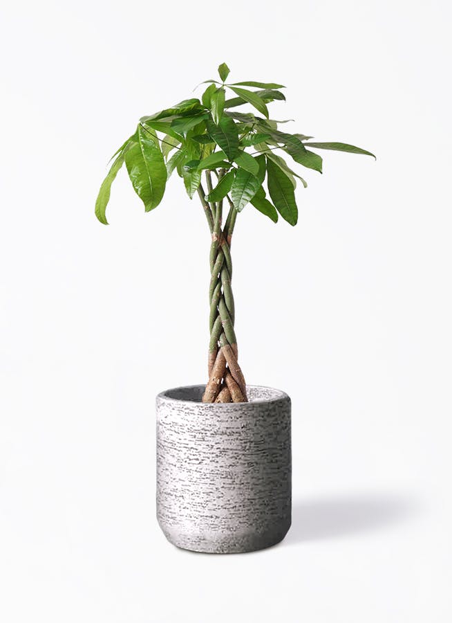 観葉植物 パキラ 6号 ねじり Eco Stone（エコストーン） シリンダータイプ Gray 付き | 観葉植物ならHitoHana(ひとはな)