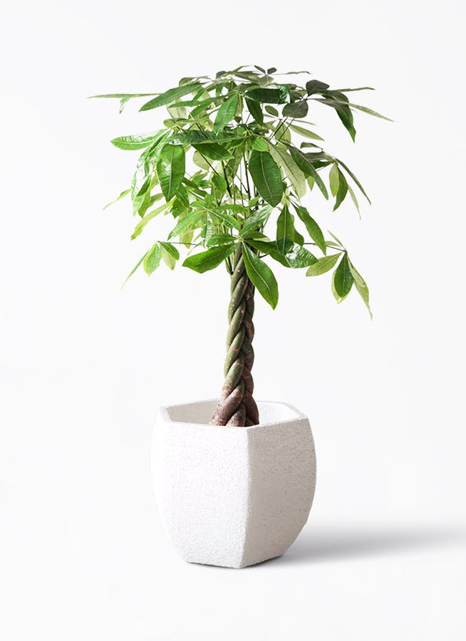 観葉植物 パキラ 8号 ねじり Eco Stone（エコストーン） ヘキサ