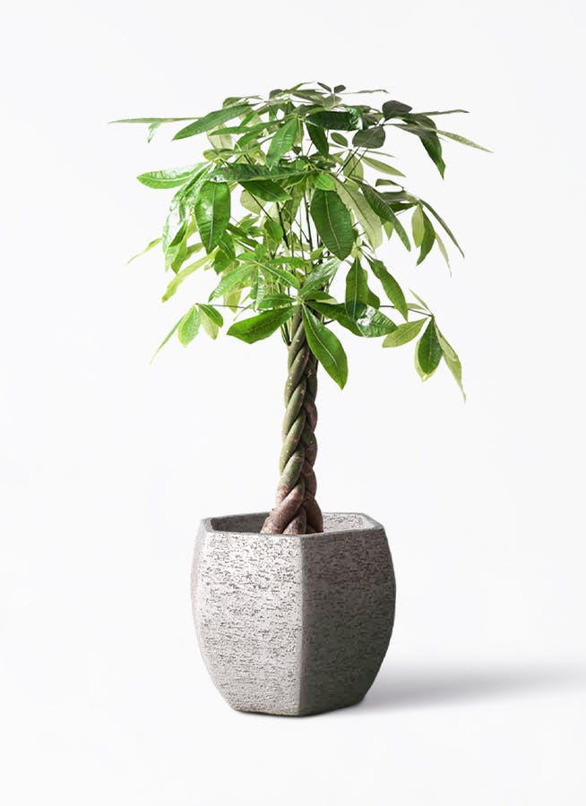パキラ 8号 | 観葉植物の通販ならHitoHana（ひとはな）