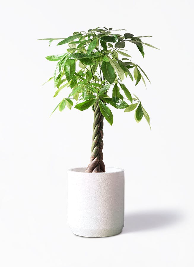 パキラ 8号 | 観葉植物の通販ならHitoHana（ひとはな）