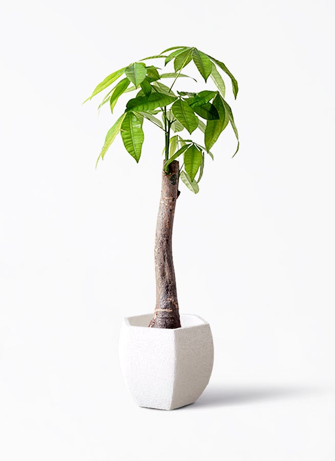 パキラ 8号 | 観葉植物の通販ならHitoHana（ひとはな）