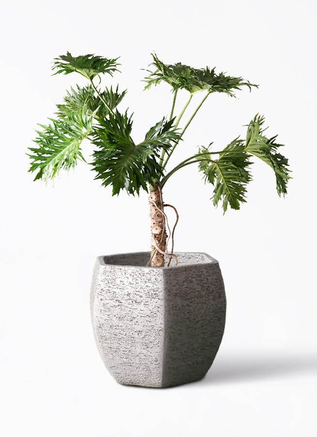 観葉植物 フィロデンドロン 8号 セローム ヒトデカズラ 根あがり Eco Stone（エコストーン） ヘキサタイプ Gray 付き | 観葉植物 ならHitoHana(ひとはな)