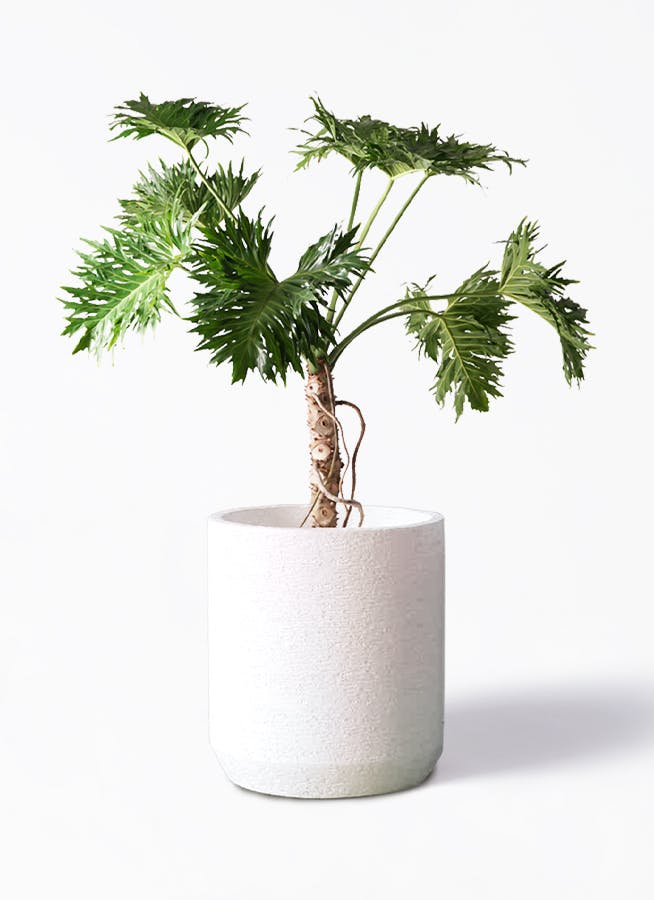 フィロデンドロン　セローム　根上がり　【現品】観葉植物　室内　8号 Amazon｜フィロデンドロン セローム 根上がり 現品観葉植物 室内