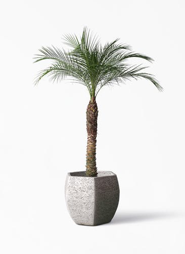 観葉植物 フェニックスロベレニー 8号 Eco Stone（エコストーン） ヘキサタイプ  Gray 付き