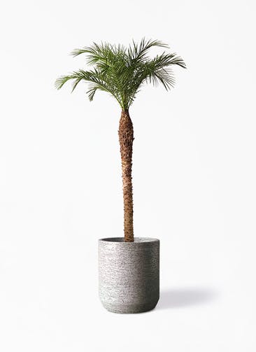 観葉植物 フェニックスロベレニー 10号 Eco Stone（エコストーン） シリンダータイプ  Gray 付き