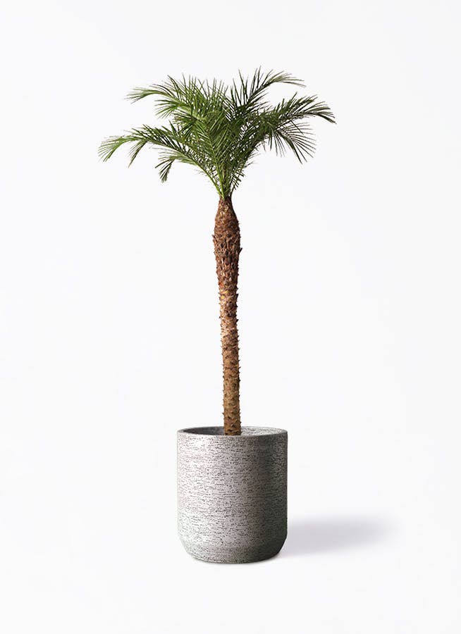 観葉植物 フェニックスロベレニー 10号 Eco Stone（エコストーン） シリンダータイプ Gray 付き |  観葉植物ならHitoHana(ひとはな)