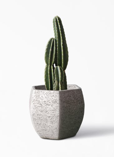 観葉植物 柱サボテン 8号 Eco Stone（エコストーン） ヘキサタイプ  Gray 付き