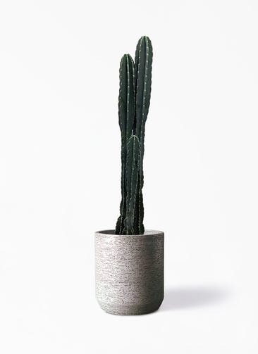 観葉植物 柱サボテン 10号  Eco Stone（エコストーン） シリンダータイプ  Gray 付き
