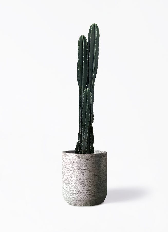 柱サボテン 10号 | 観葉植物通販HitoHana(ひとはな)