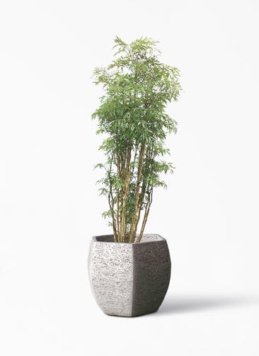 観葉植物 ポリシャス 8号 Eco Stone（エコストーン） ヘキサタイプ  Gray 付き