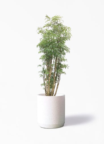 観葉植物 ポリシャス 8号 Eco Stone（エコストーン） シリンダータイプ  White 付き