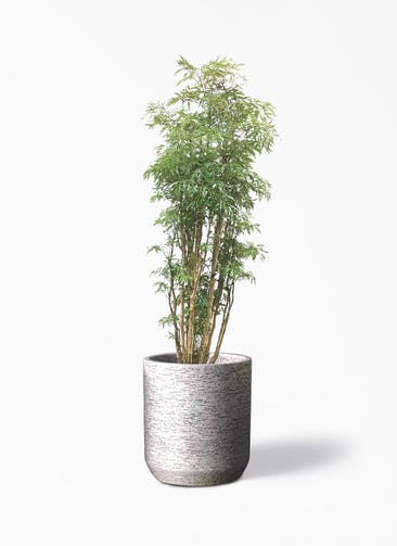 観葉植物 ポリシャス 8号 Eco Stone（エコストーン） シリンダータイプ  Gray 付き