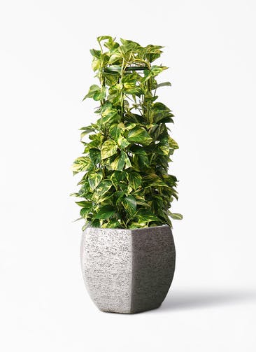 観葉植物 ポトス 8号 Eco Stone（エコストーン） ヘキサタイプ  Gray 付き