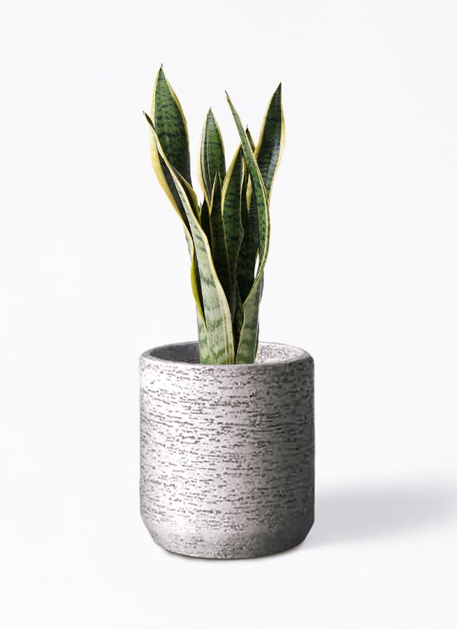 サンスベリア 6号 | 観葉植物 | インテリアやギフトに - Hitohana