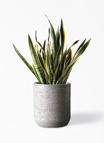 観葉植物 サンスベリア 10号 トラノオ Eco Stone（エコストーン） シリンダータイプ  Gray 付き