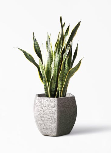 観葉植物 サンスベリア 8号 トラノオ Eco Stone（エコストーン） ヘキサタイプ  Gray 付き