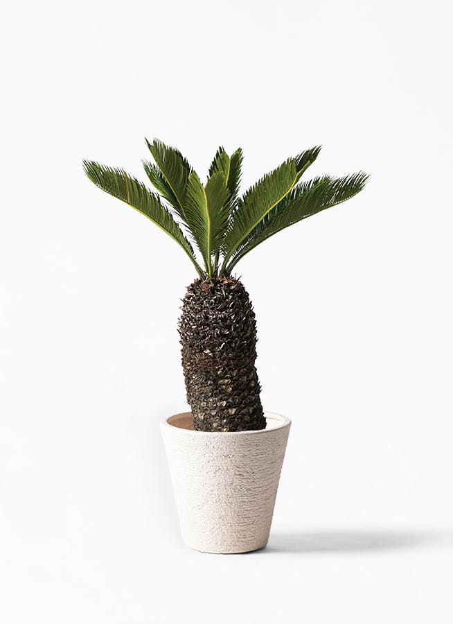 ピョンピョンソテツ(1) 8号プラ鉢付き　 全体の高さ80cm程 ソテツ 8号 | 観葉植物 | インテリアやギフトに - Hitohana（ひとはな）