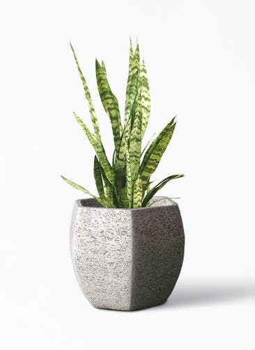 観葉植物 サンスベリア トリファッシアータ 7号 Eco Stone（エコストーン） ヘキサタイプ  Gray 付き