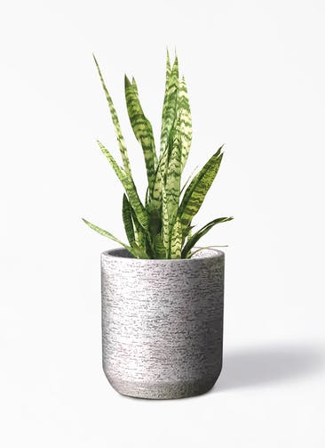観葉植物 サンスベリア トリファッシアータ 7号 Eco Stone（エコストーン） シリンダータイプ  Gray 付き