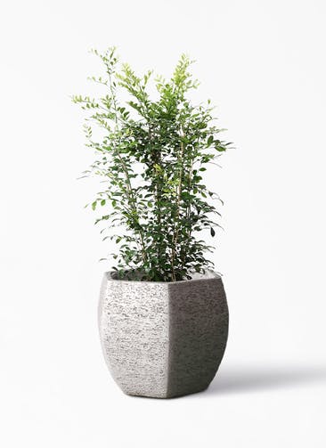観葉植物 シルクジャスミン（げっきつ） 8号 Eco Stone（エコストーン） ヘキサタイプ  Gray 付き