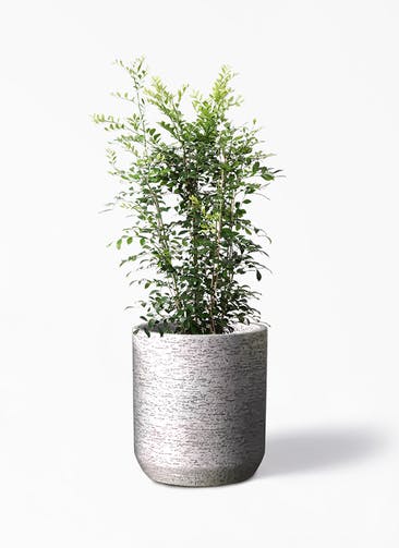 観葉植物 シルクジャスミン（げっきつ） 8号 Eco Stone（エコストーン） シリンダータイプ  Gray 付き
