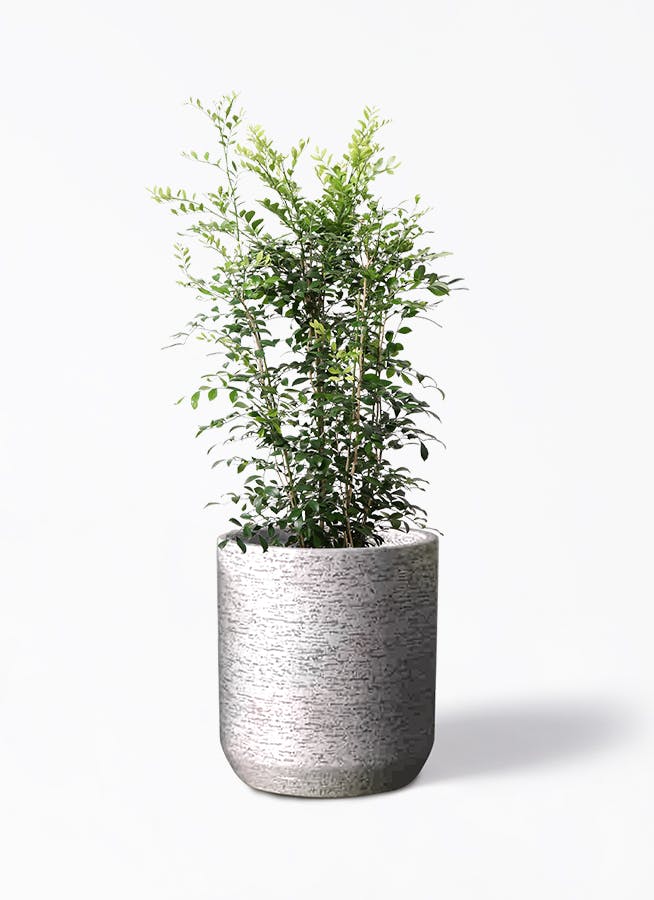 観葉植物 パキラ 8号 実生（みしょう） Eco Stone (エコストーン